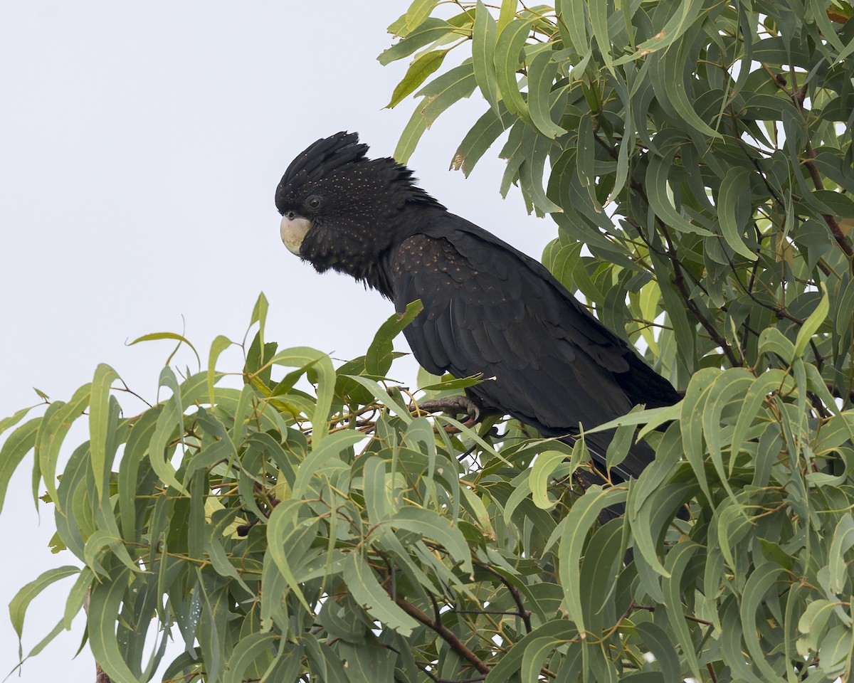 Red-tailed Black-Cockatoo - ML614624637