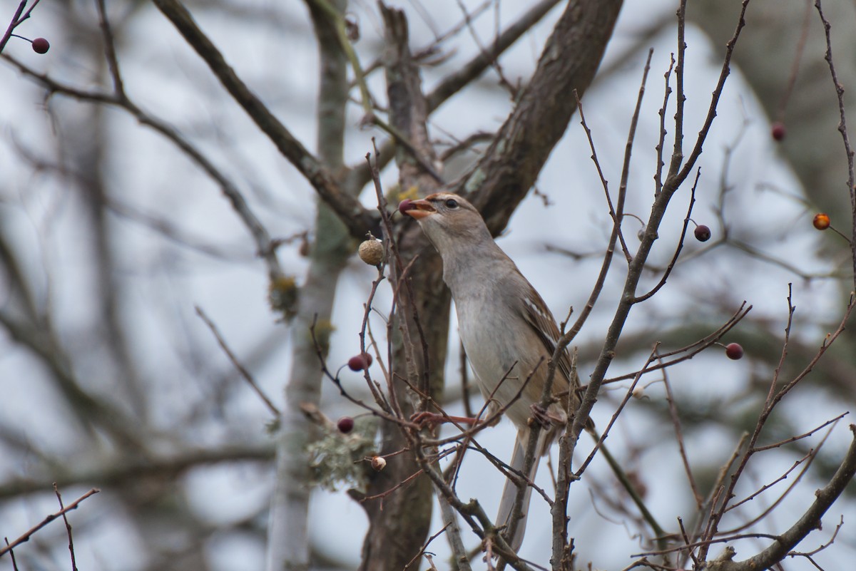 White-crowned Sparrow - ML614624652