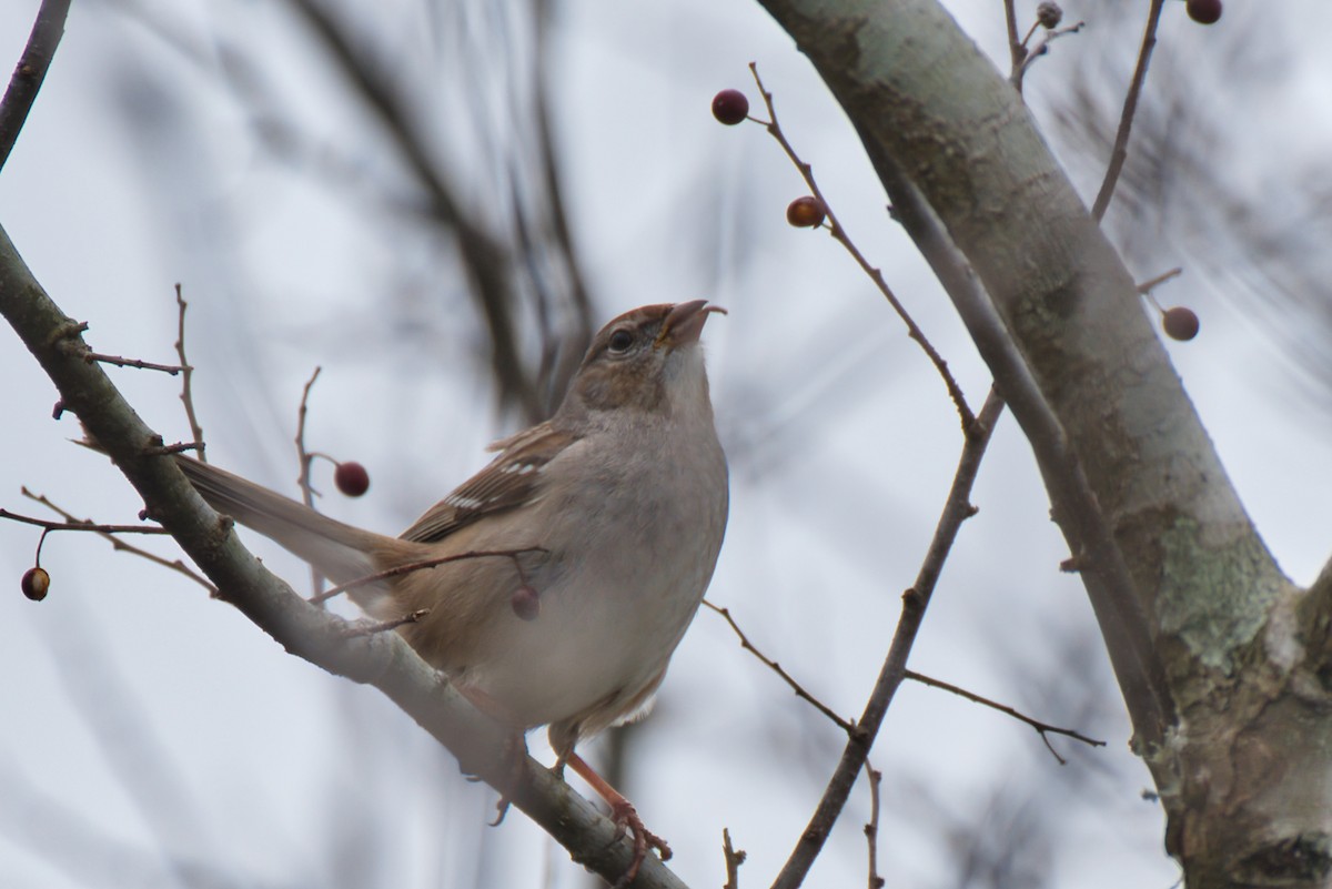 White-crowned Sparrow - ML614624657