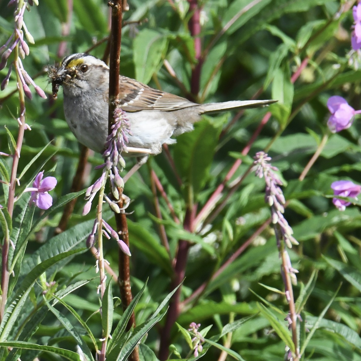 White-throated Sparrow - ML614624702