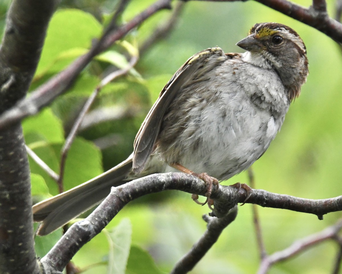 White-throated Sparrow - ML614624725