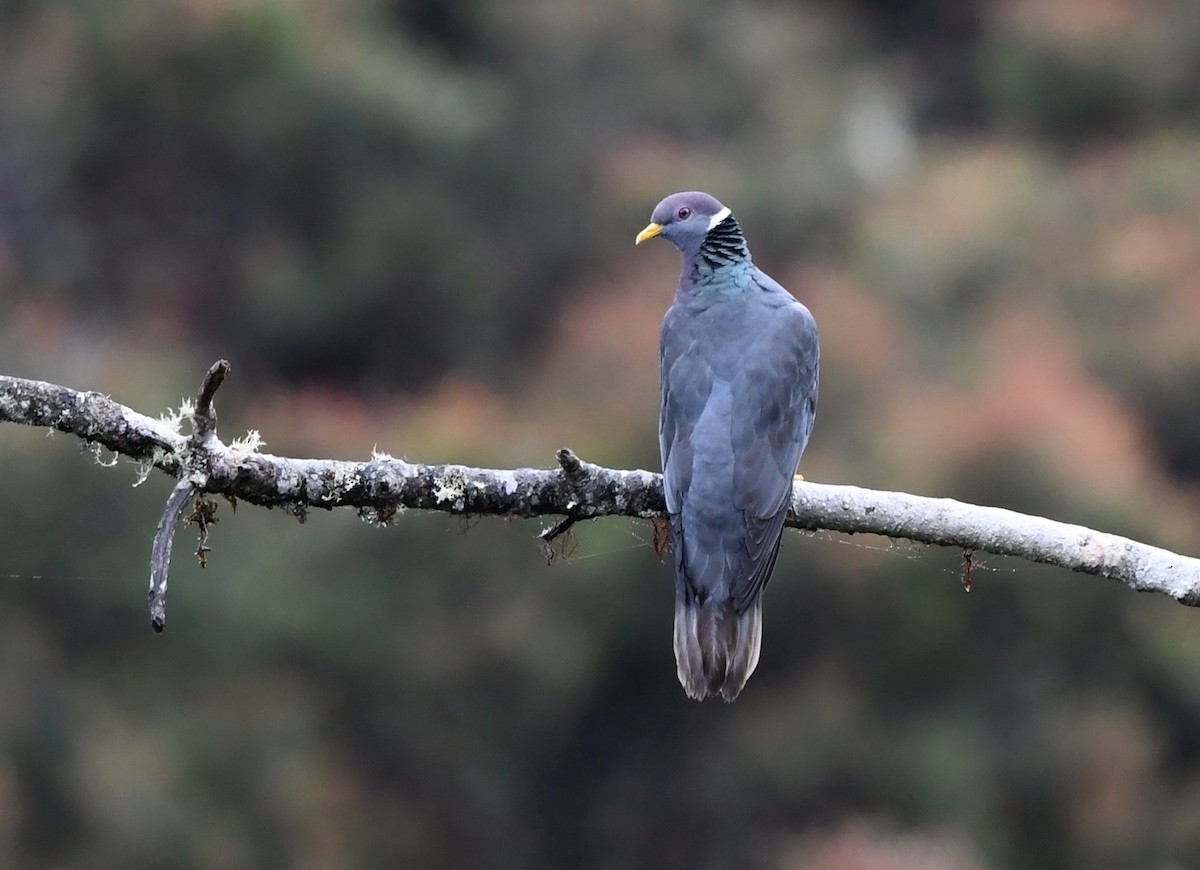 Band-tailed Pigeon - ML614624732