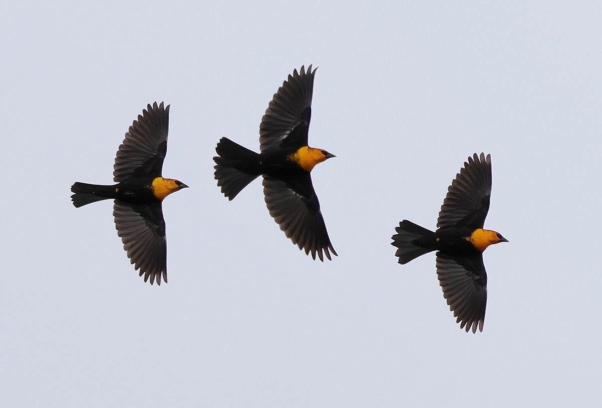 Yellow-headed Blackbird - ML614624814