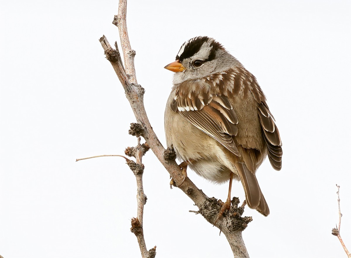 White-crowned Sparrow - ML614624857