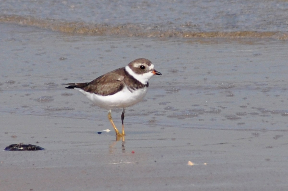 Semipalmated Plover - ML614624870