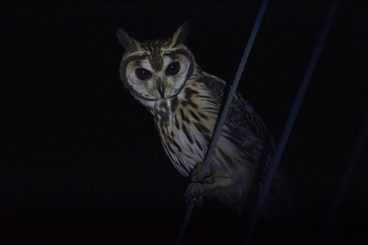 Striped Owl - Michael  Pasaje Bolaños