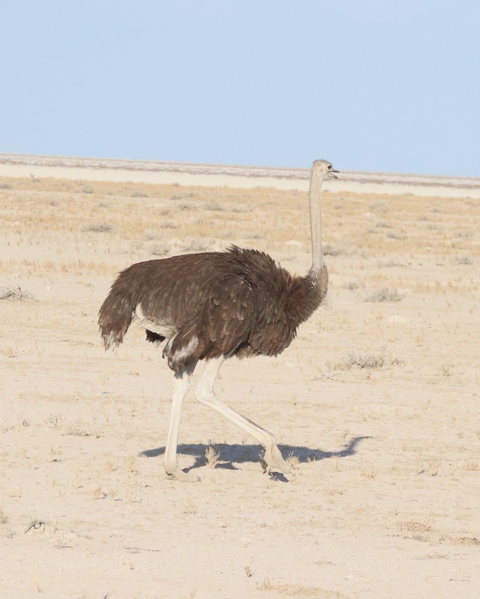 Common Ostrich - ML614625190