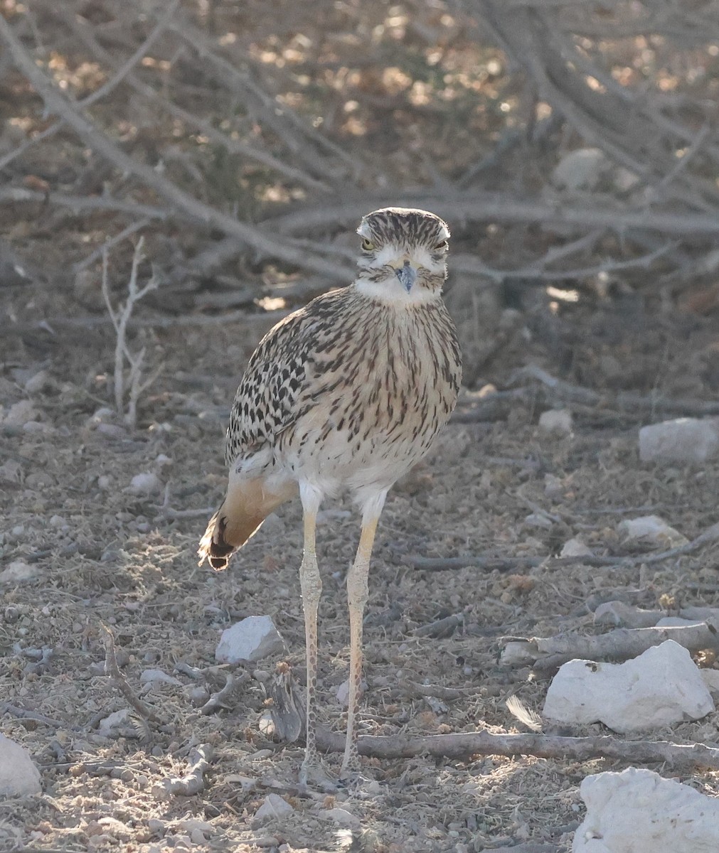 Spotted Thick-knee - ML614625197
