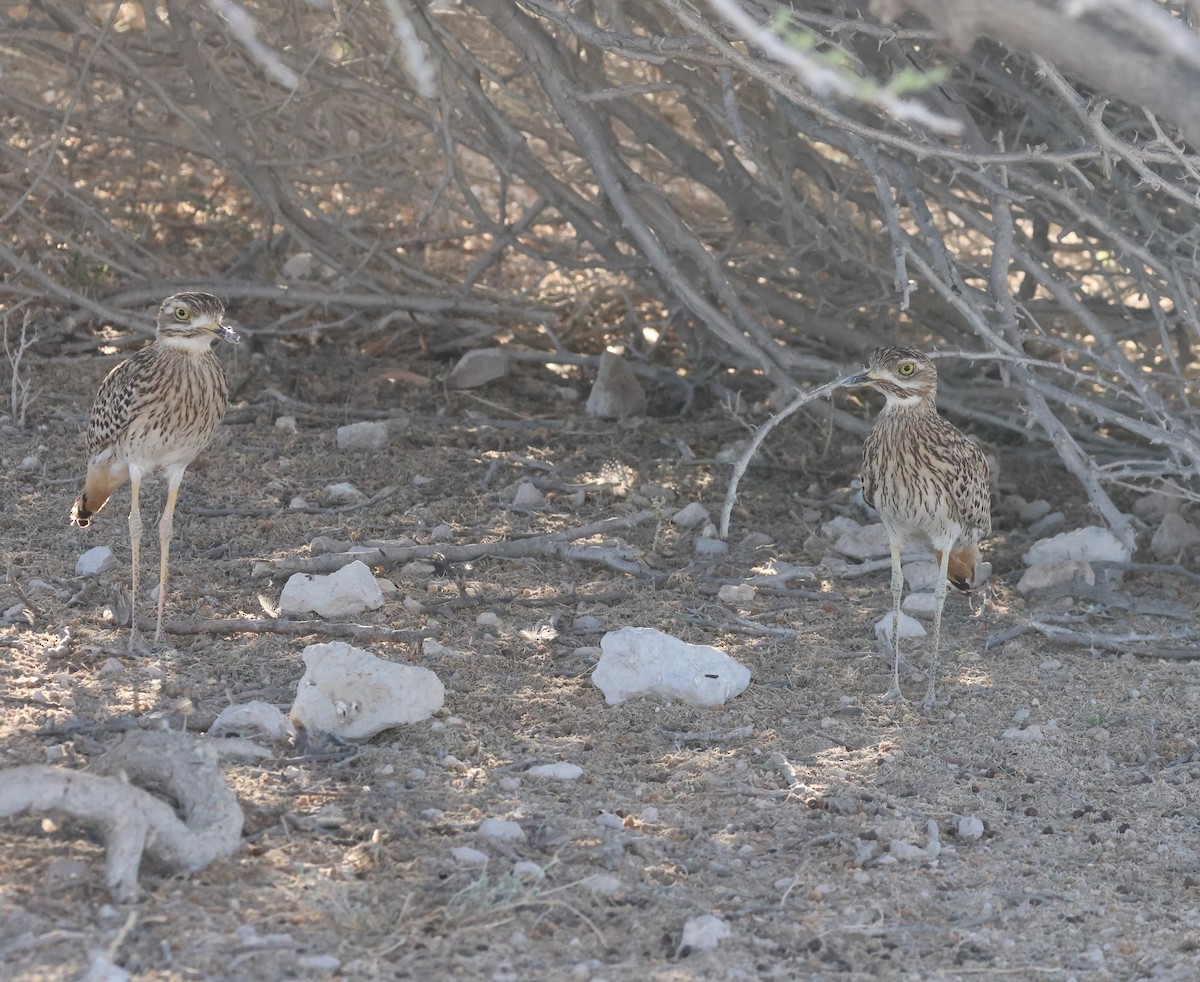 Spotted Thick-knee - ML614625198