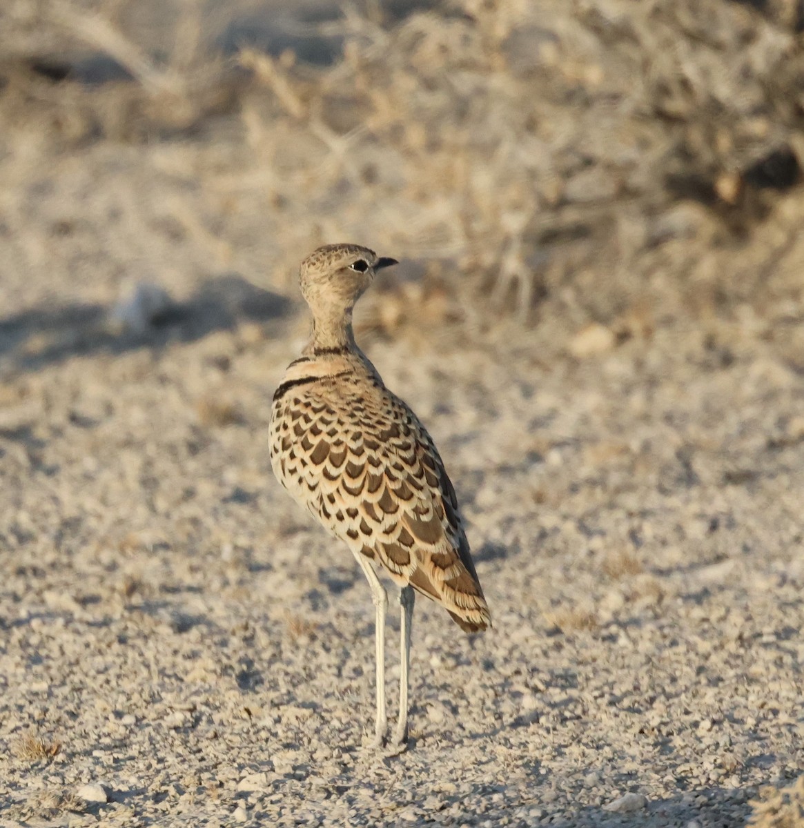 Double-banded Courser - ML614625208