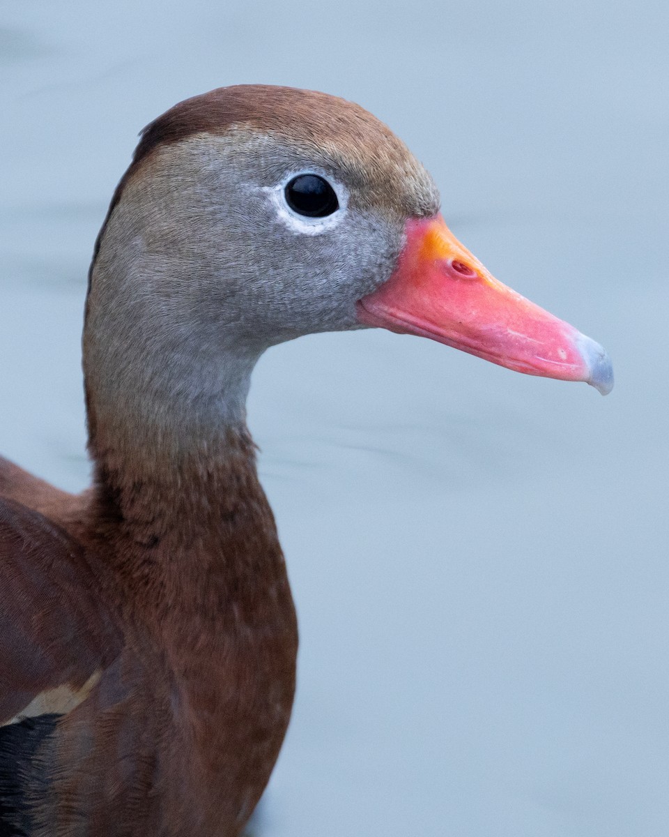 Black-bellied Whistling-Duck - Liam Wolff