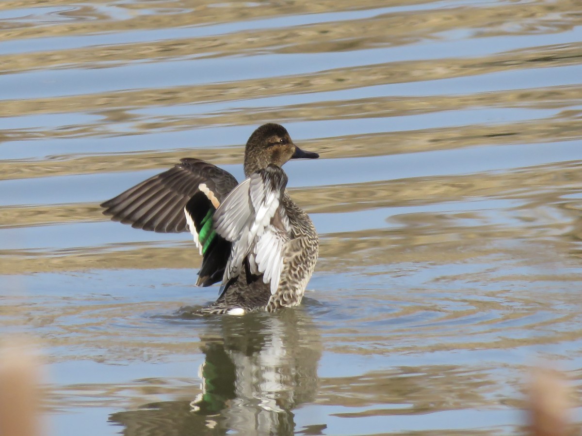 Green-winged Teal - ML614625332