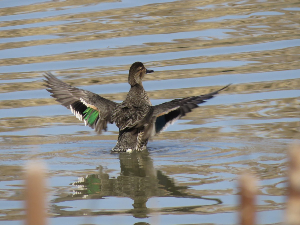 Green-winged Teal - ML614625333