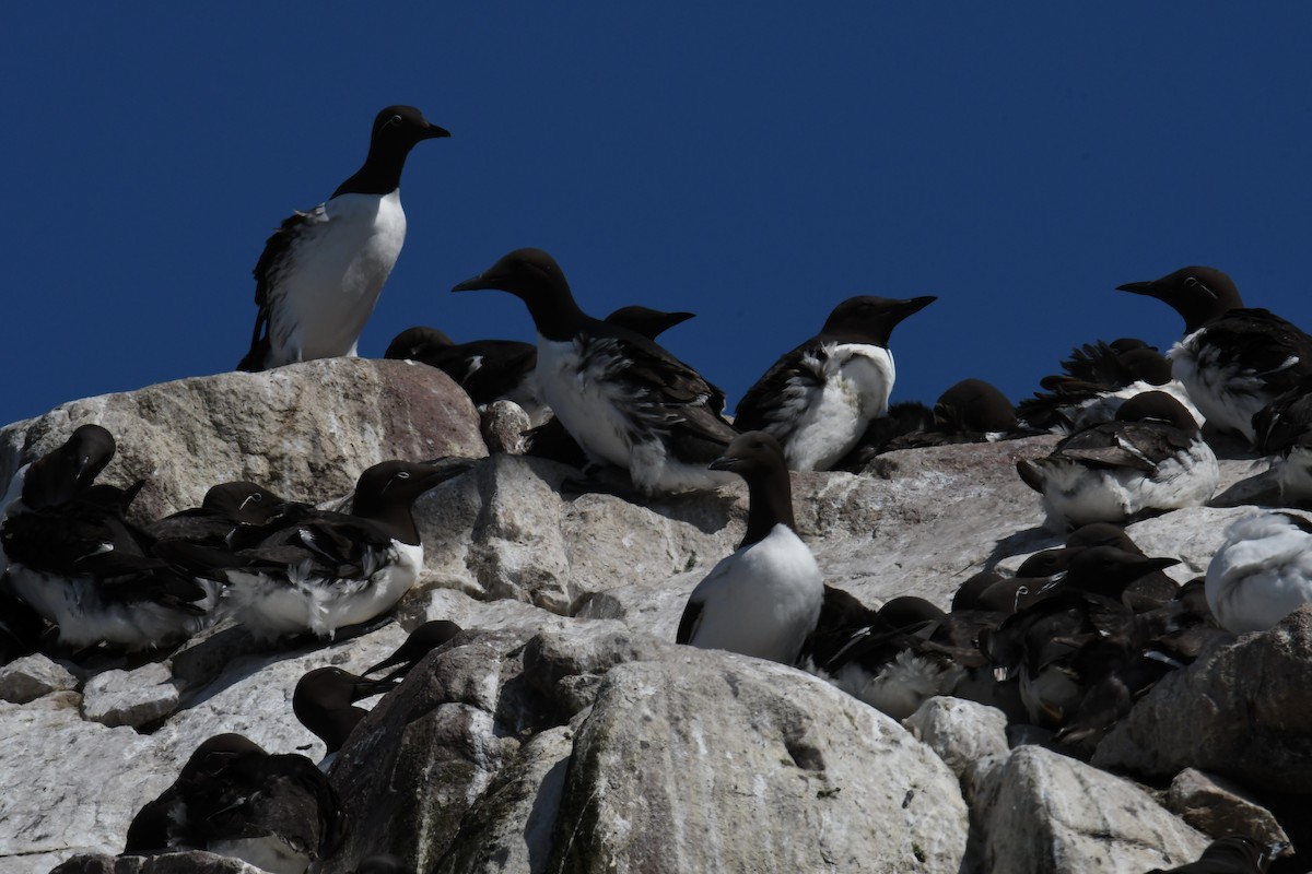 Thick-billed Murre - ML614625339