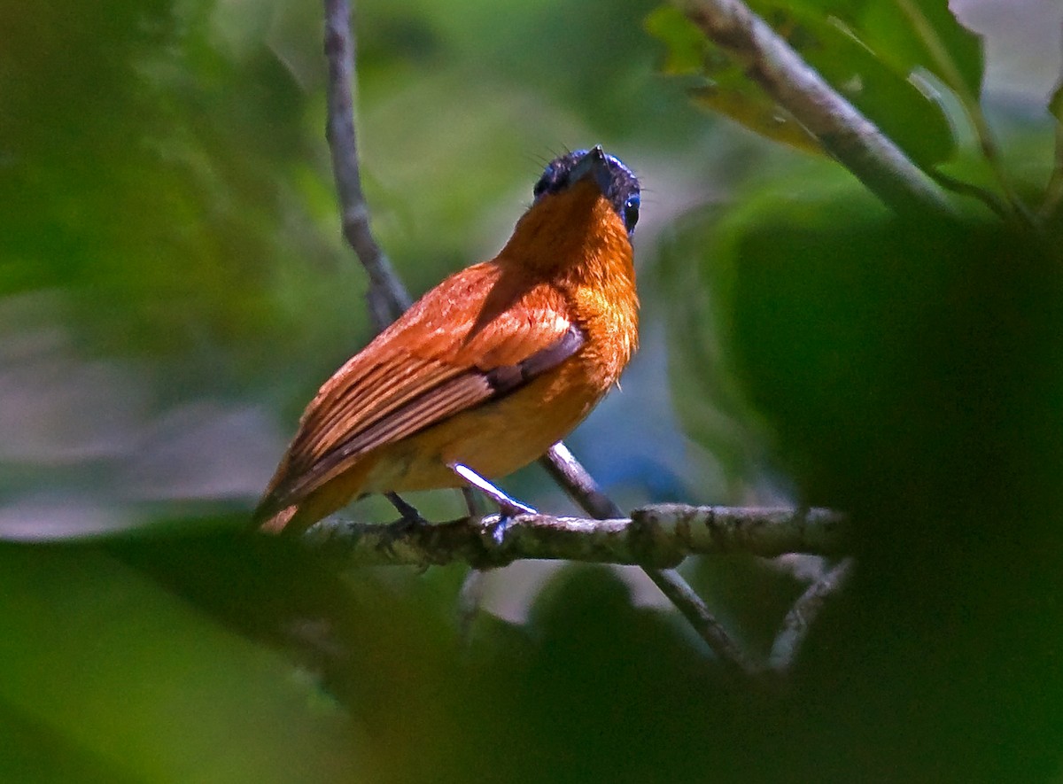 Malagasy Paradise-Flycatcher - Russell Scott