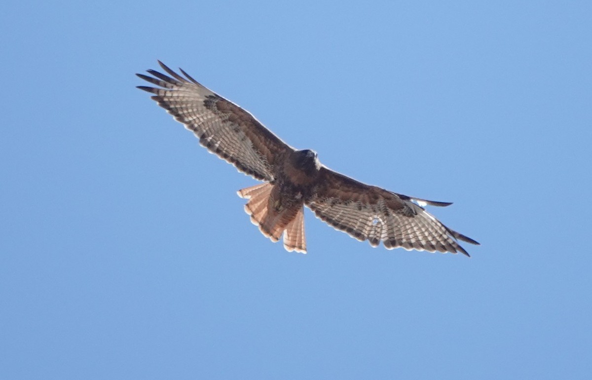 Red-tailed Hawk - Martin Pitt
