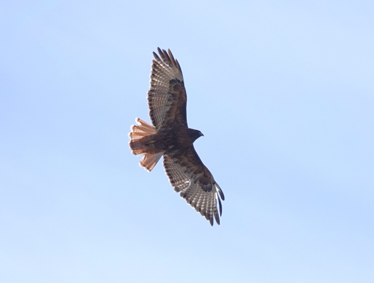 Red-tailed Hawk - Martin Pitt