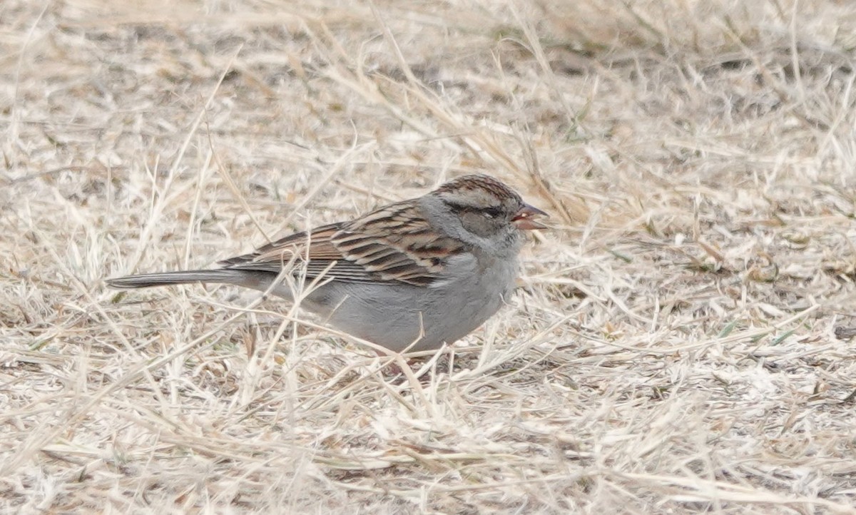 Chipping Sparrow - Martin Pitt