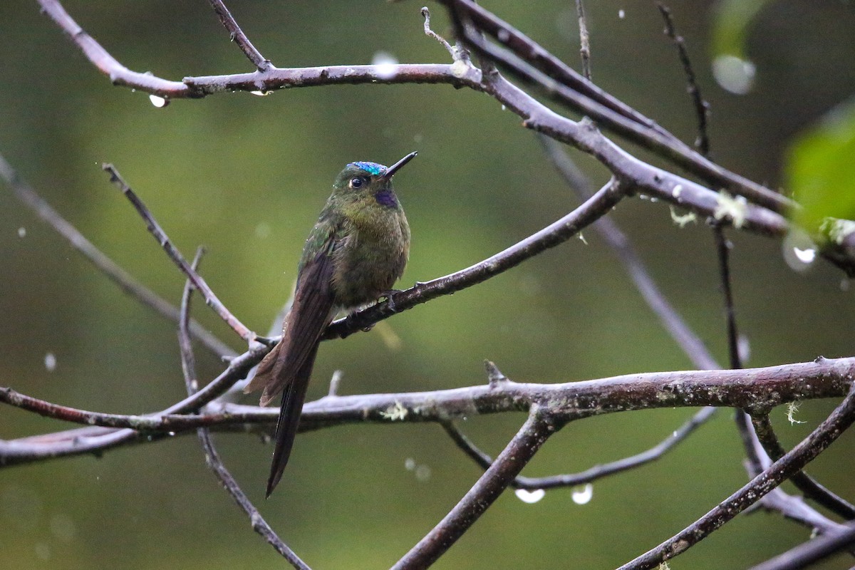 Violet-tailed Sylph - ML614625795