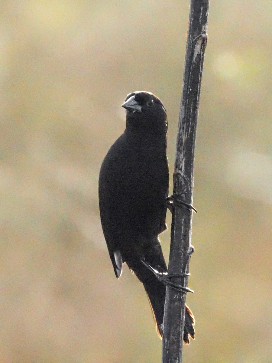 Red-shouldered Blackbird - Todd Deininger