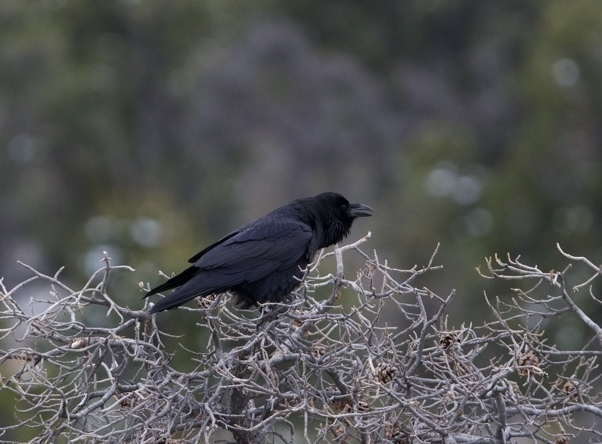 Common Raven - ned bohman