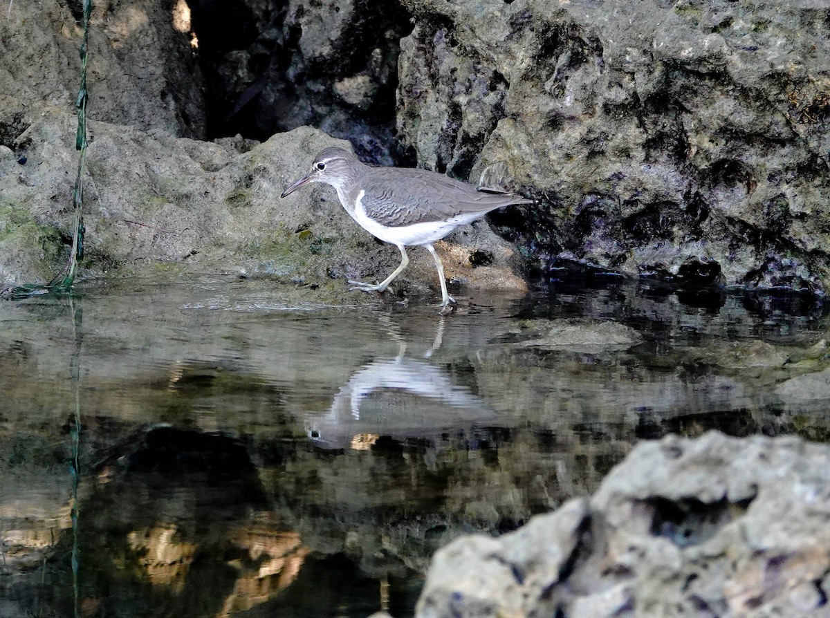 Spotted Sandpiper - Larry Theller