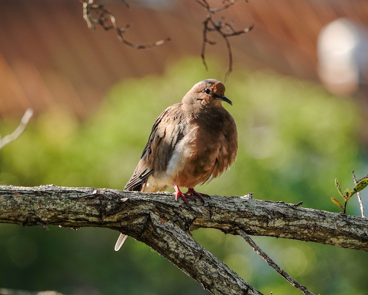 Mourning Dove - Larry Theller