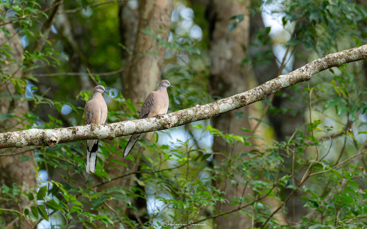 Spotted Dove (Eastern) - ML614626055