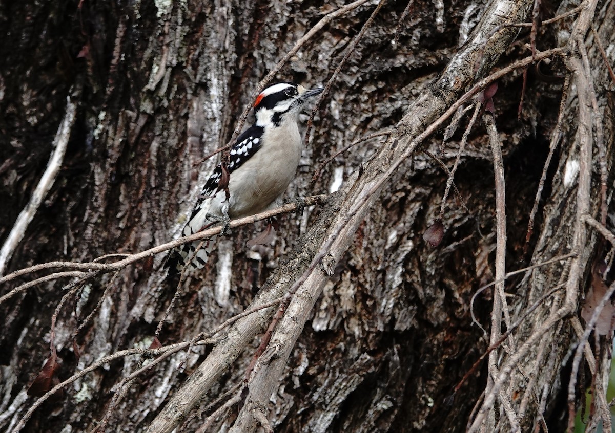 Downy Woodpecker - Larry Theller