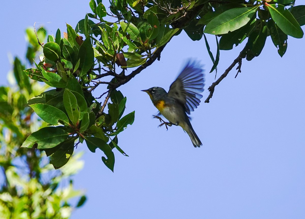 Northern Parula - Larry Theller