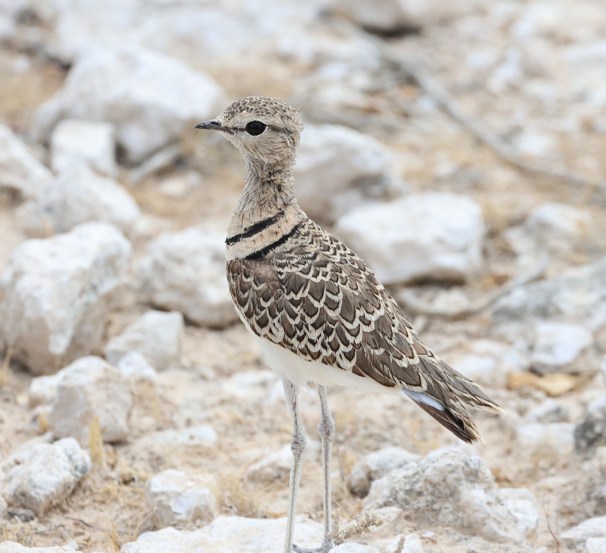 Double-banded Courser - ML614626197