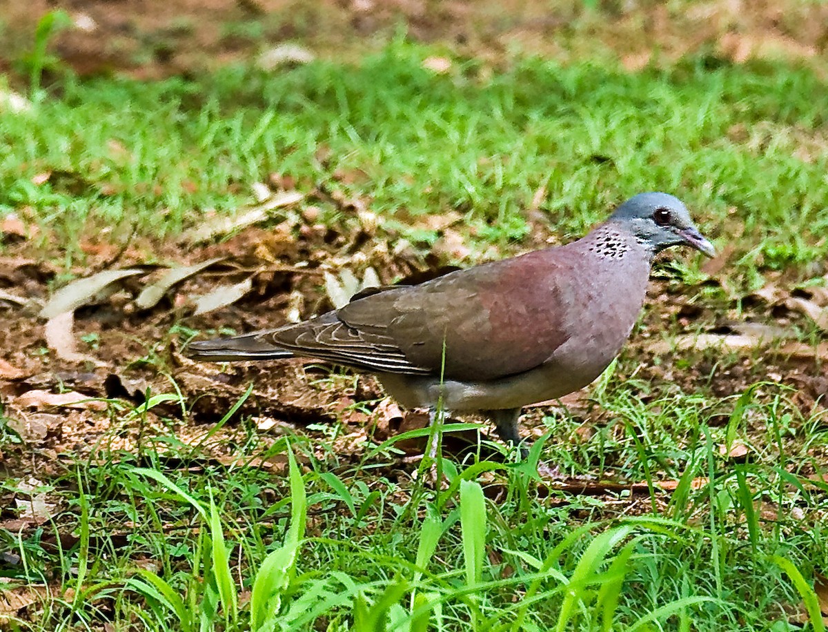 Malagasy Turtle-Dove - ML614626239