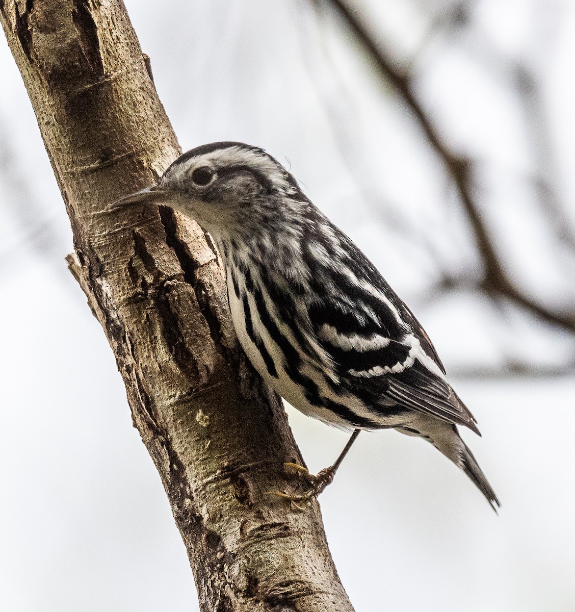 Black-and-white Warbler - ML614626248