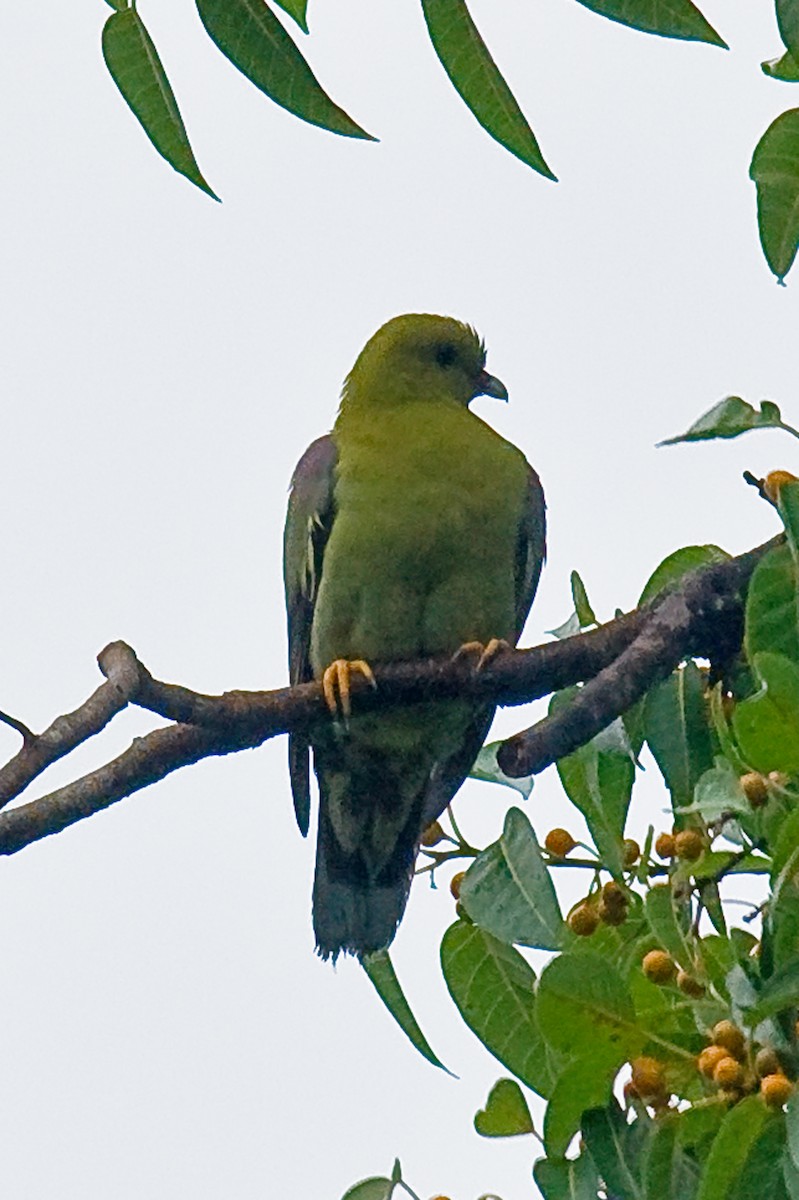 Madagascar Green-Pigeon - ML614626256