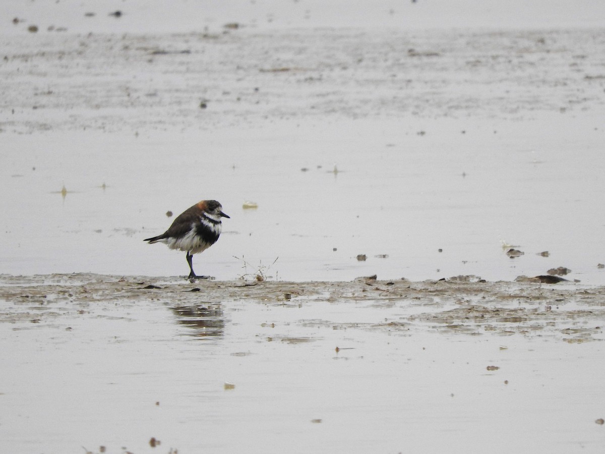 Two-banded Plover - ML614626519