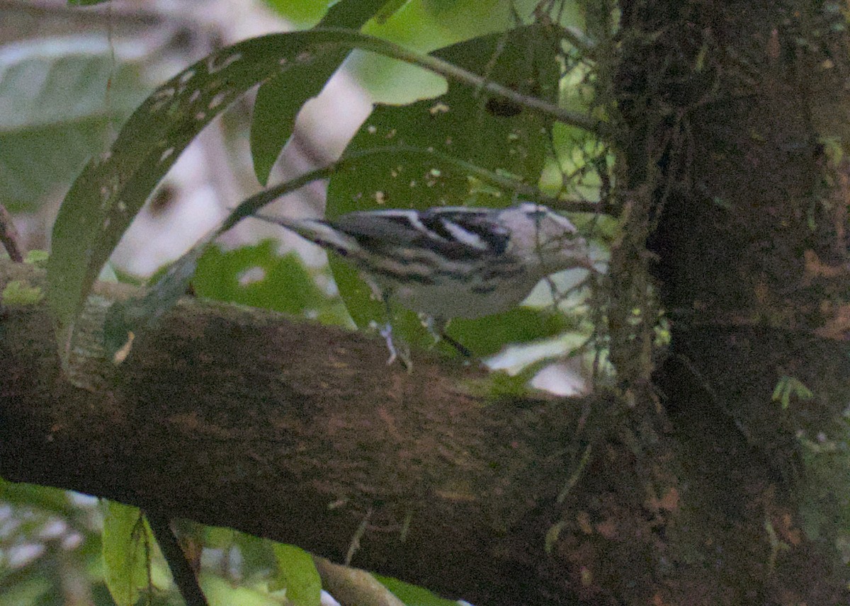 Black-and-white Warbler - ML614626615
