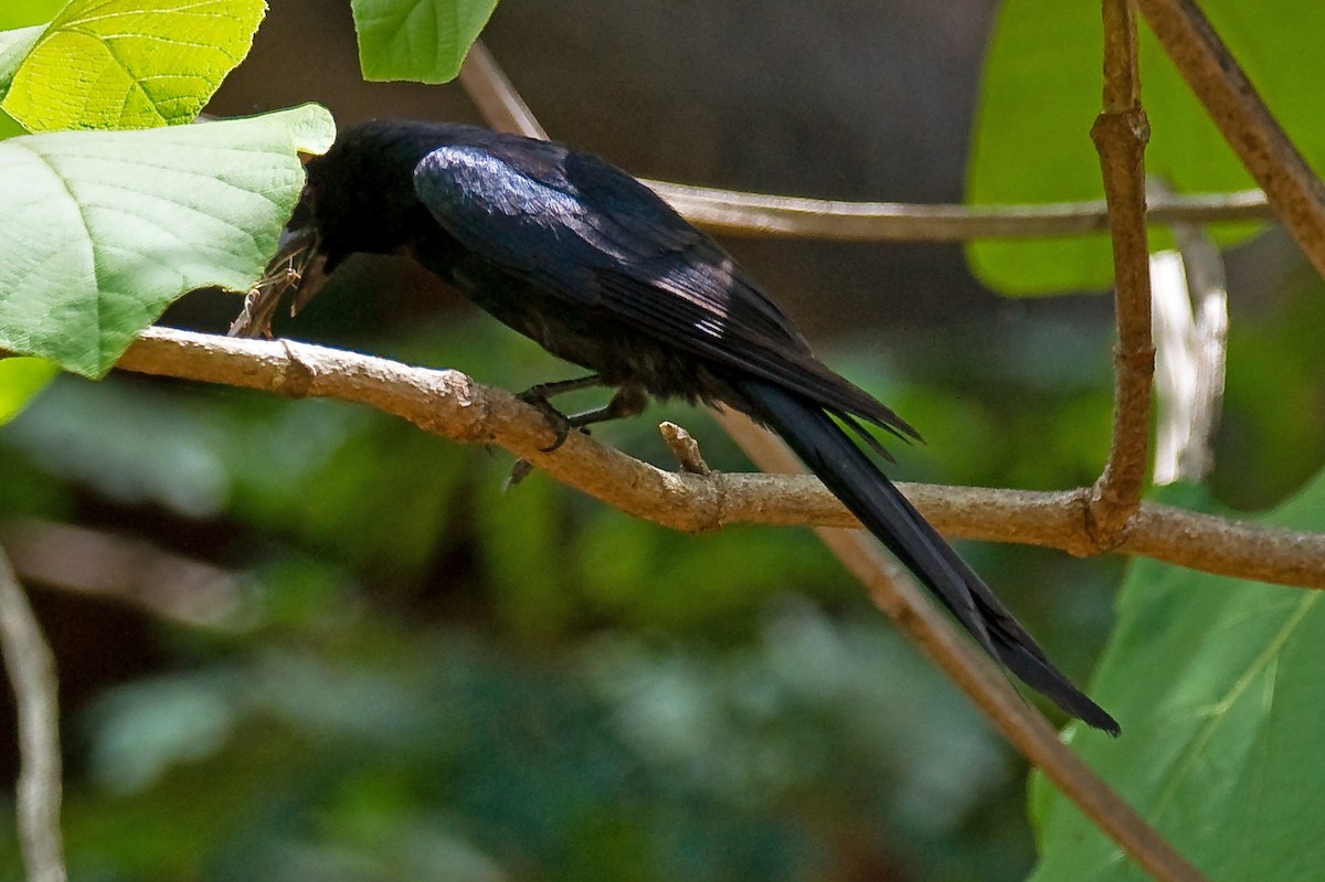 Crested Drongo - ML614626733