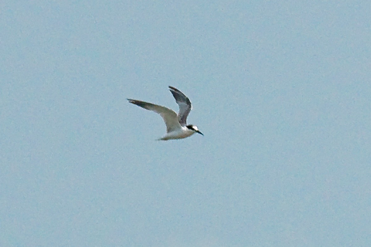 Common Tern - ML614626773