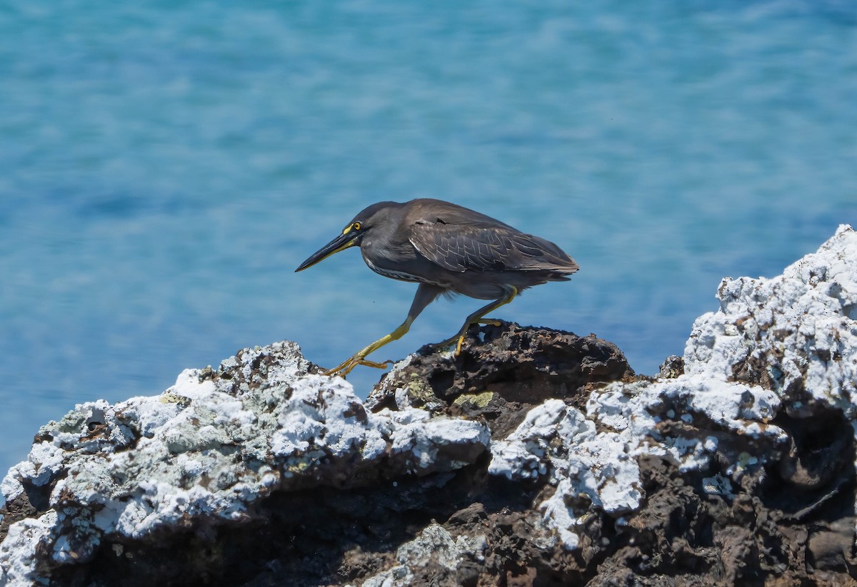Striated Heron (Galapagos) - ML614626816