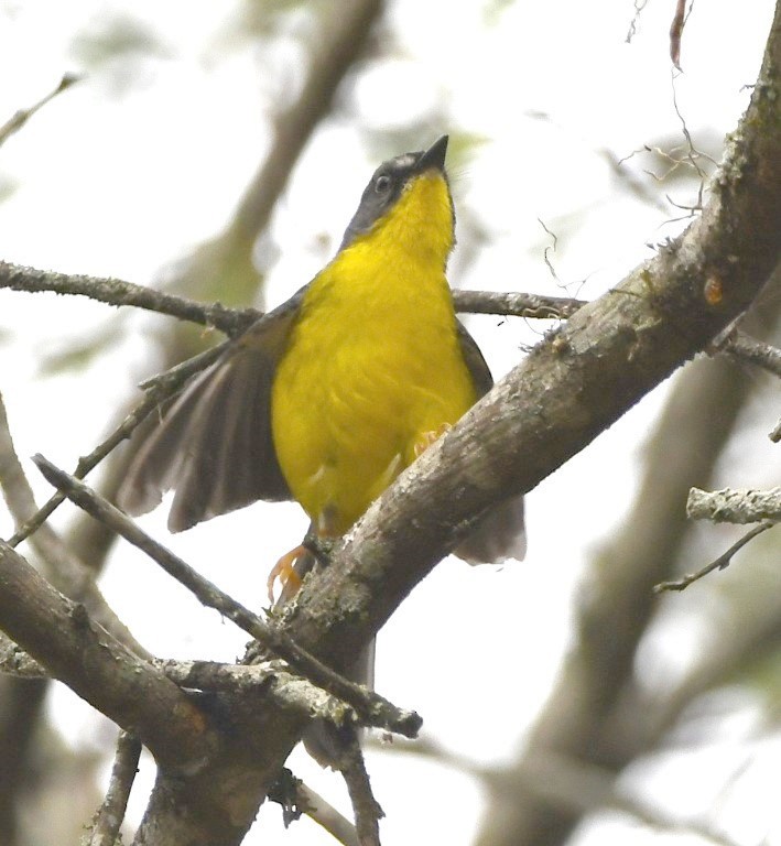 Gray-and-gold Warbler - ML614626823
