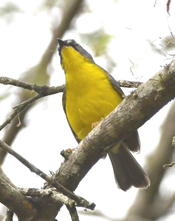 Gray-and-gold Warbler - ML614626824