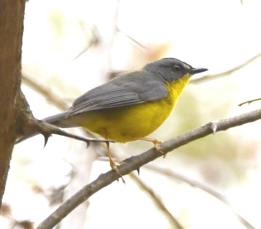 Gray-and-gold Warbler - ML614626825