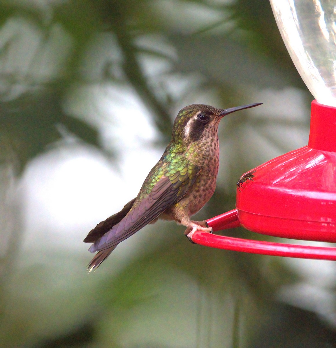 Speckled Hummingbird - ML614627187