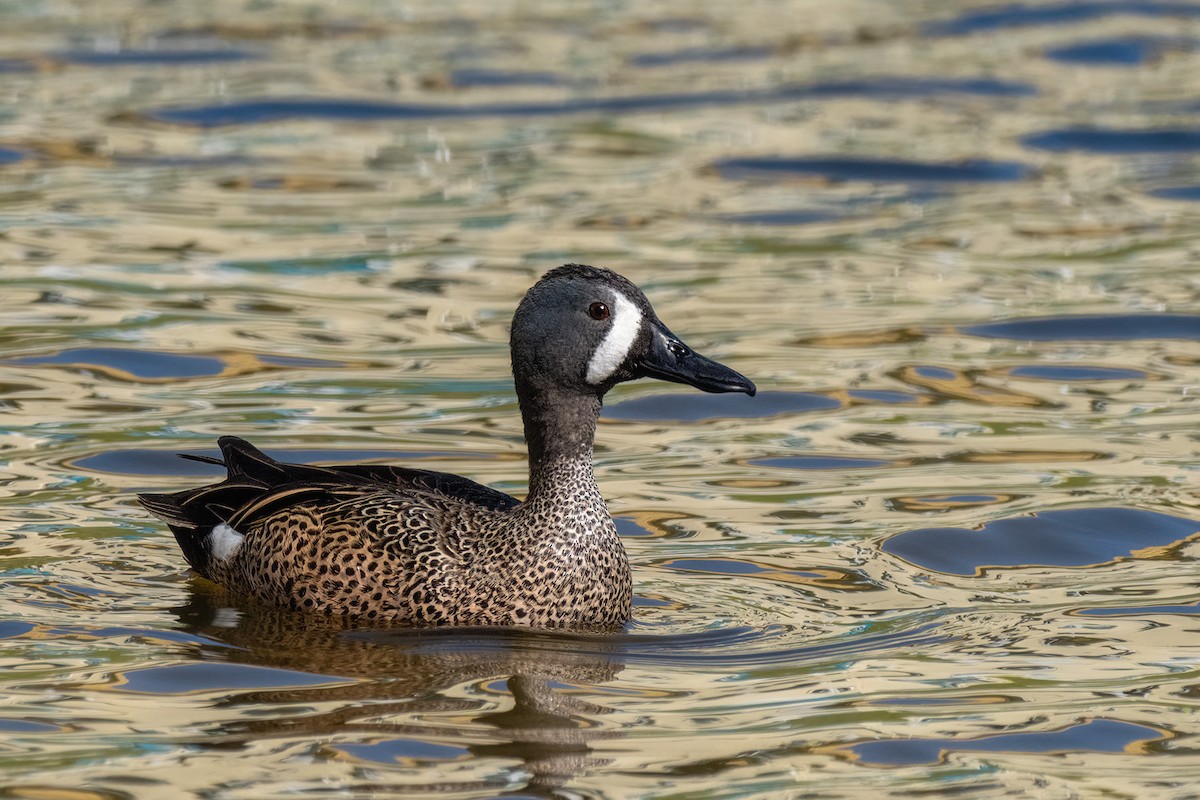 Blue-winged Teal - ML614627732