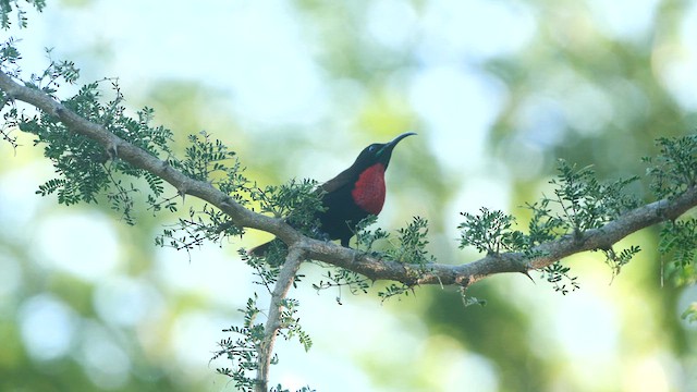 Scarlet-chested Sunbird - ML614627733