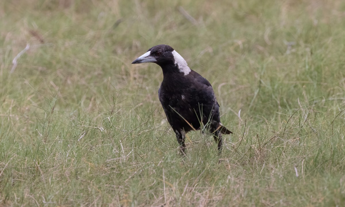 Australian Magpie (Black-backed) - ML614628047