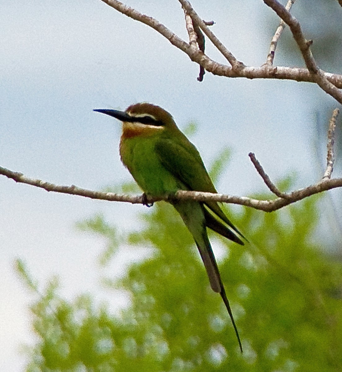 Madagascar Bee-eater - ML614628092