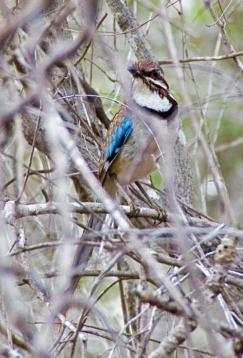 Long-tailed Ground-Roller - ML614628094