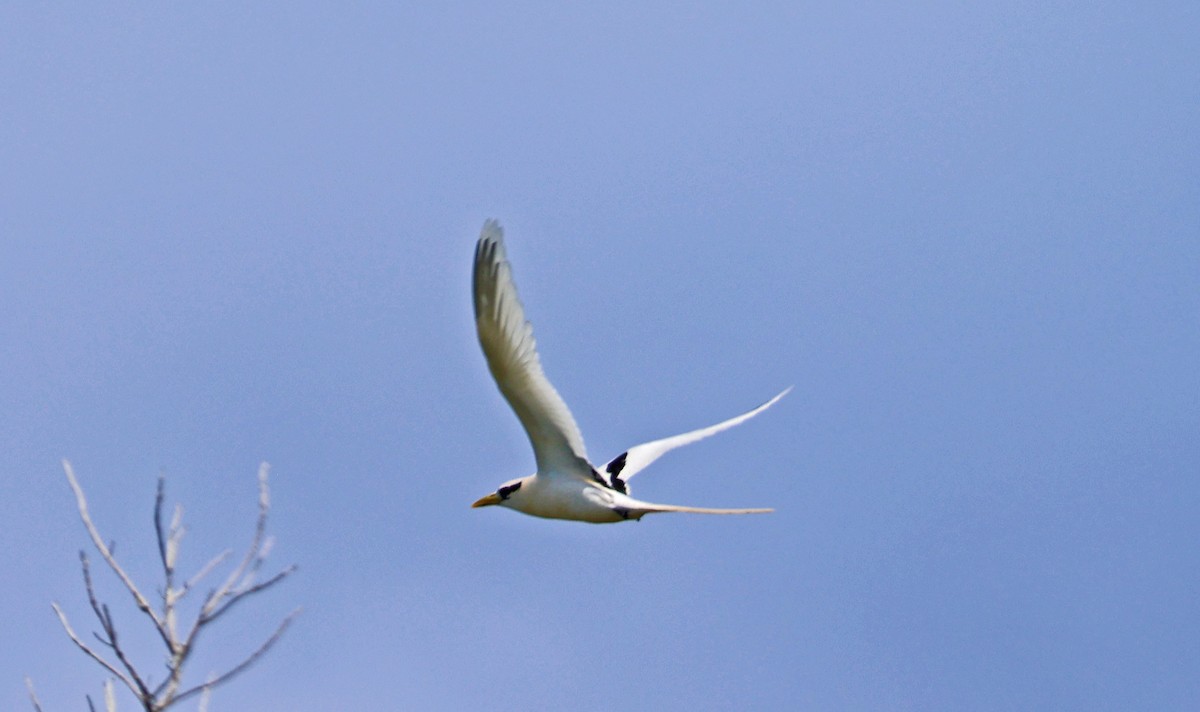 White-tailed Tropicbird - ML614628256
