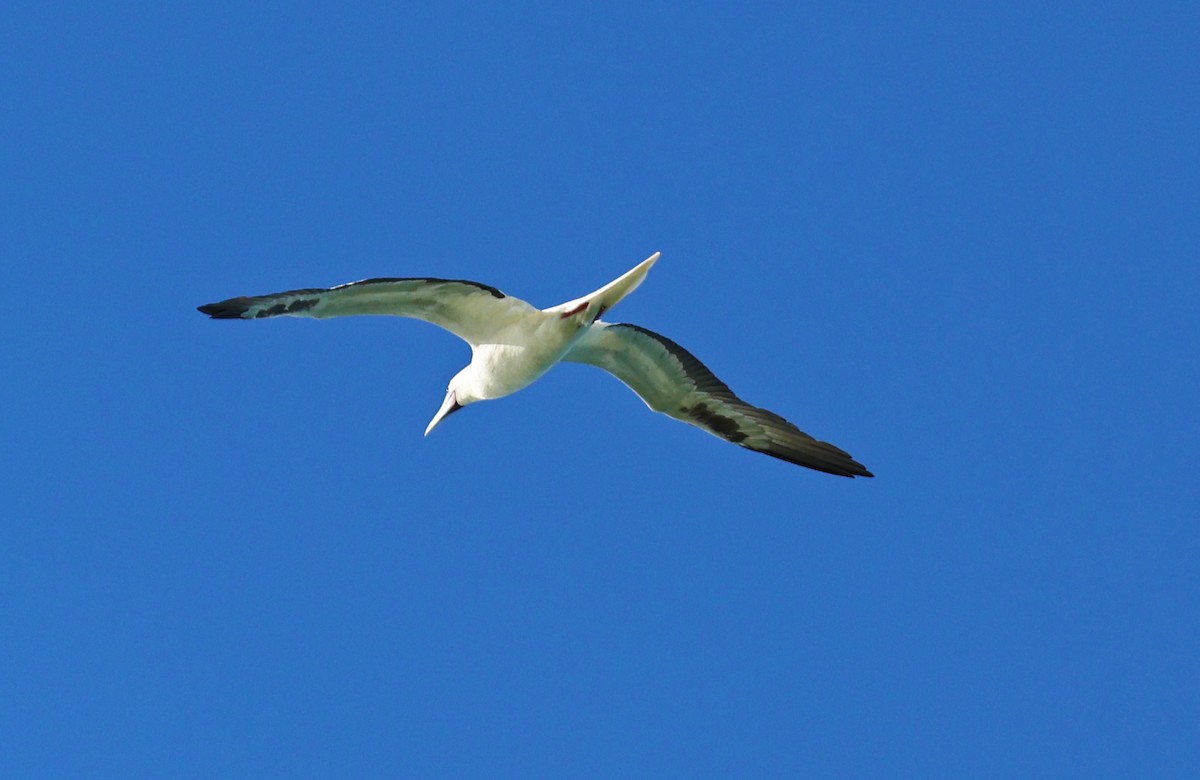 Red-footed Booby - ML614628365
